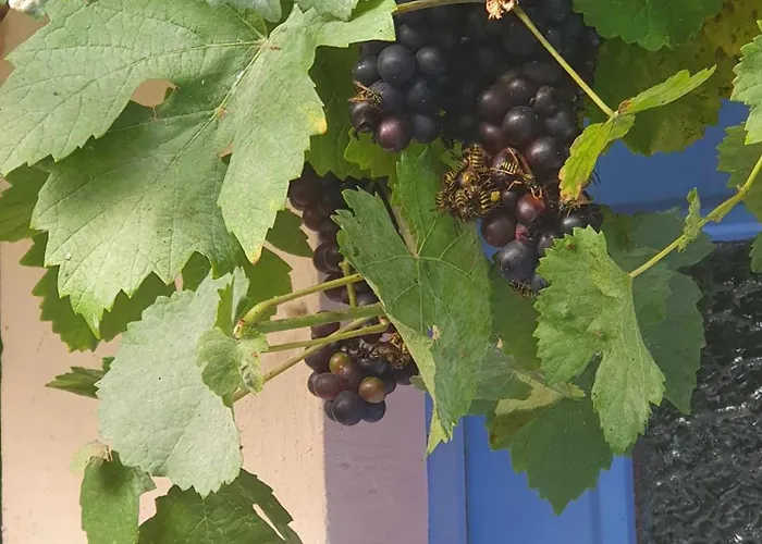 La Ferme Rose Дом отдыха Rupt-sur-Moselle